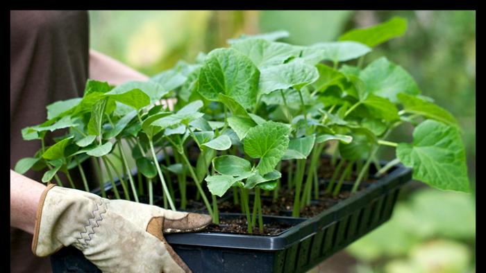 Secrets of Early Cucumber Harvest Tips för att odla tidiga gurkor