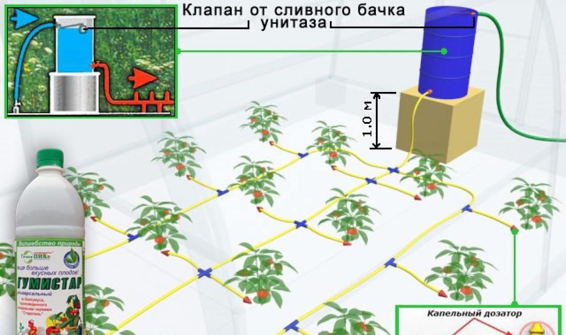 Automatic watering in a greenhouse: main types