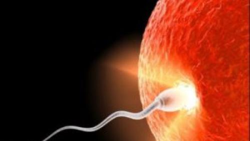How to conceive a girl: ovulation and calendar how to get pregnant with a girl