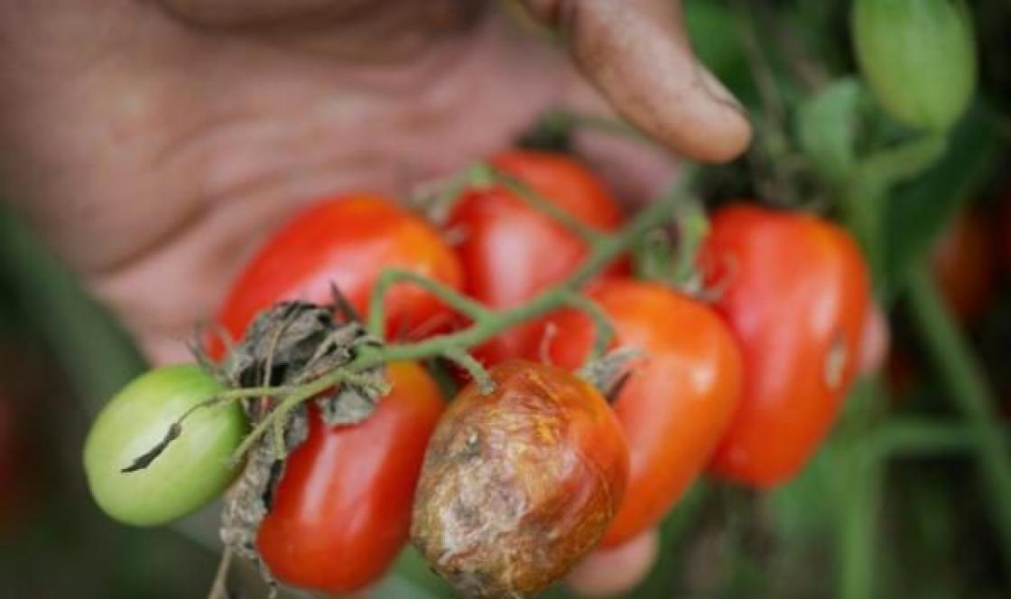 Tõhusad rahvapärased abinõud fütoftoora vastu tomatitel Keefir fütoftoora tomatite jaoks