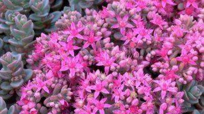 การปลูก Sedum (Sedum) ในพื้นที่เปิดโล่ง