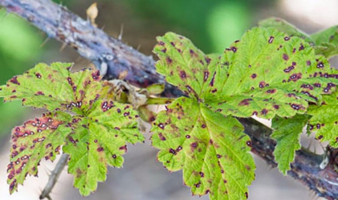 What pests and diseases of raspberries are there: description with photographs and methods of treatment Raspberry leaves are covered with yellow spots