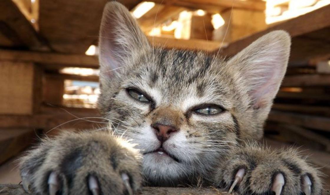 Do-it-yourself scratching post for cats: saving furniture from a fluffy prankster