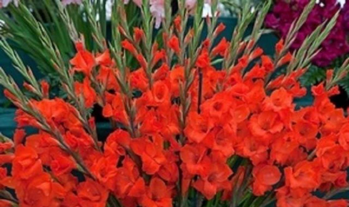 Gnojiva za gladiole tijekom sadnje Folijarno hranjenje gladiola