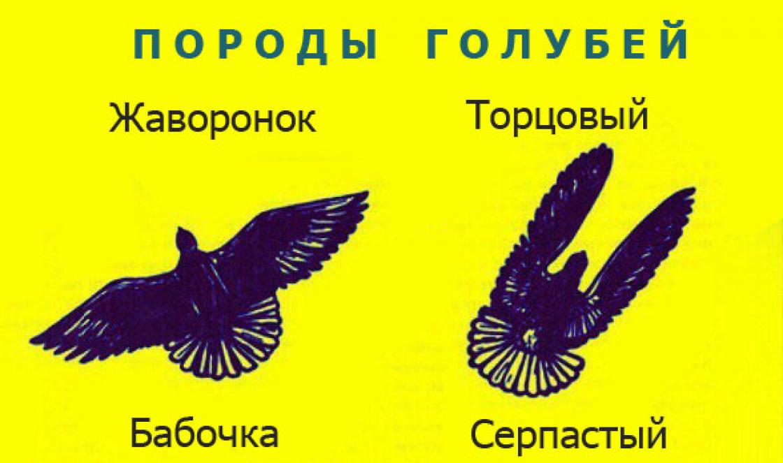 Миколаївські торцеві.  Торцеві голуби.  Стиль їхнього польоту