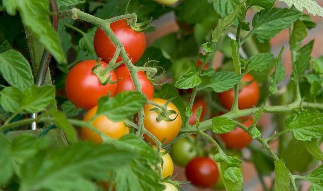 Varför tomatplantor vissnar och faller