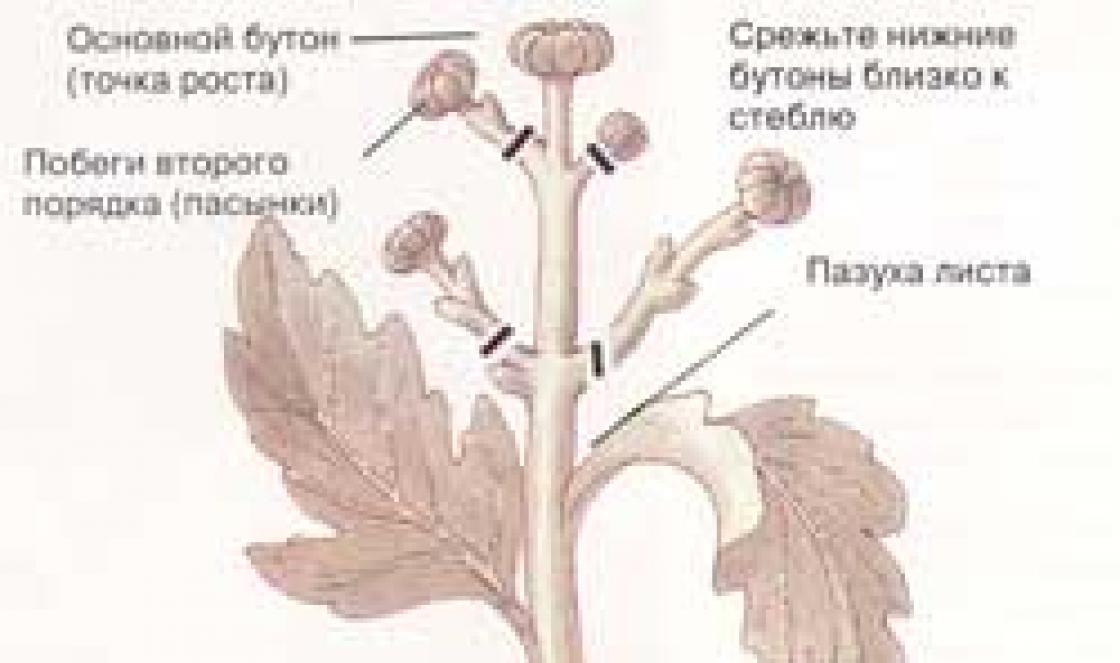 Прищипывание хризантем схема