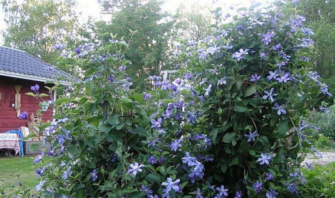 Clematis arabella - ilus taim aeda Clematis arabella kirjeldus