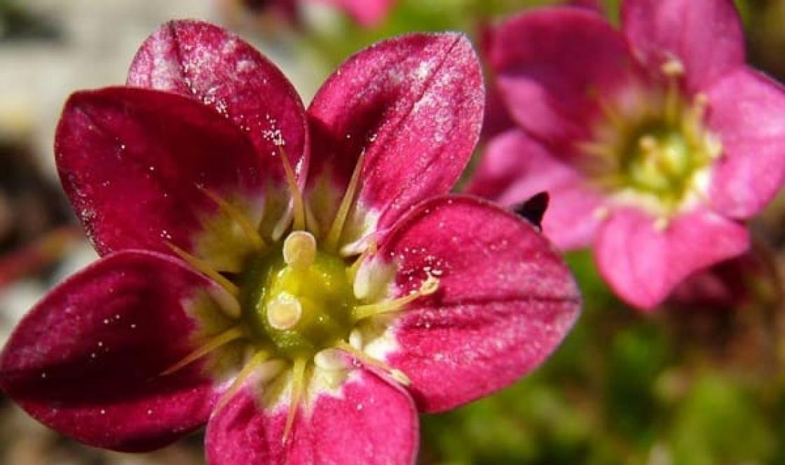 Saxifrage: ලක්ෂණ සහ වර්ධනය වන තත්වයන් කහ saxifrage