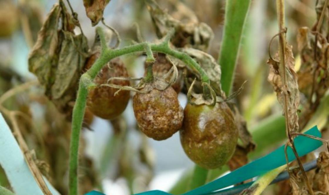 Phytophthora på tomater: hur man känner igen en åkomma i rätt tid och hur man behandlar den för effektiv behandling Är det möjligt att äta tomater med sen bräcka