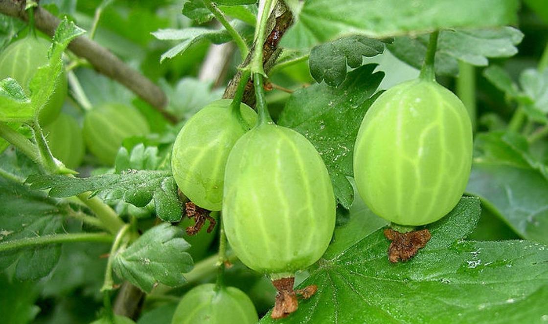 Quando l'uva spina dà i suoi frutti dopo la semina?