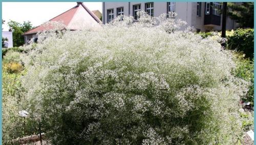 Gypsophila: שתילה וטיפול, גדל מזרעים