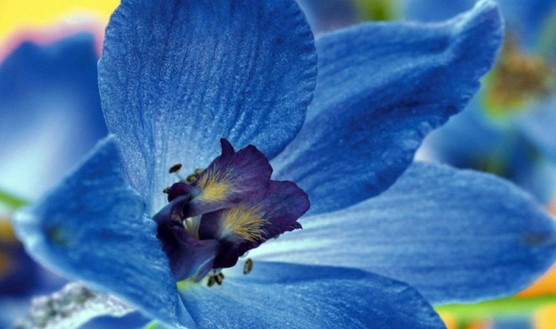 Delphinium çoxillik: çiçək növləri və onların becərilməsi Delphinium çoxilliklərə bənzər çiçəklər