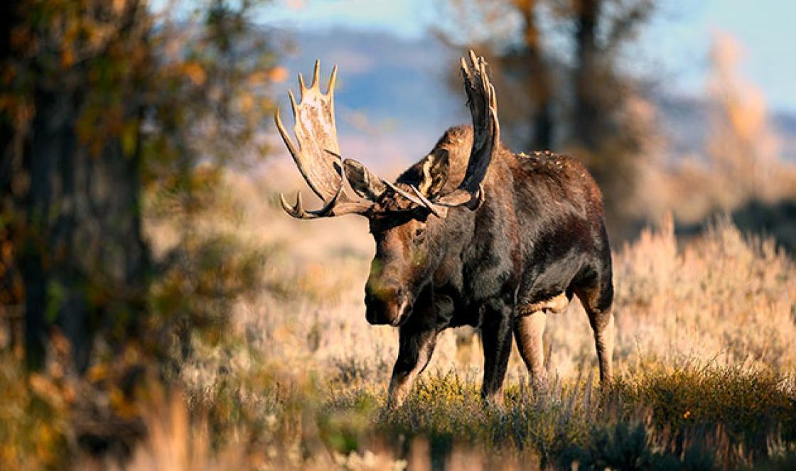 Moose yaşayış yeri.  Moose həyatı.  Daha maraqlı məqalələr